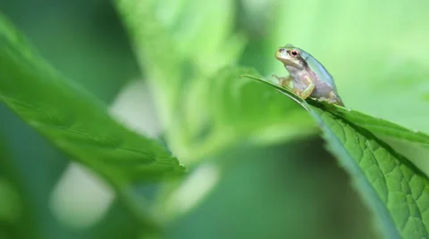 Frog on a leaf Video stock 58954813