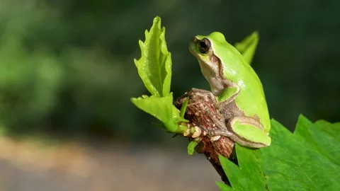 Frog on leaf Stock Footage 301993068