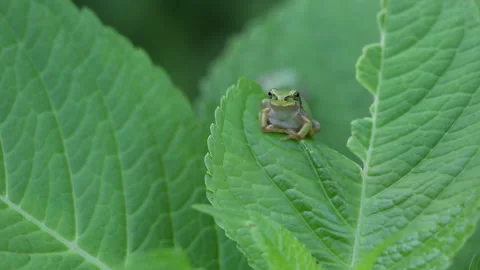 Frog on a Leaf Stock Footage 332455585