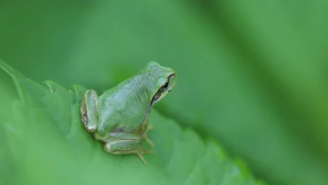 Frog on a Leaf Stock Footage 332455588