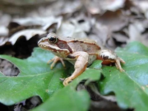 The frog on a leaf  in the forrest Stock Photos