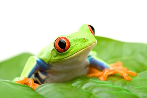 Frog on a leaf Foto stock