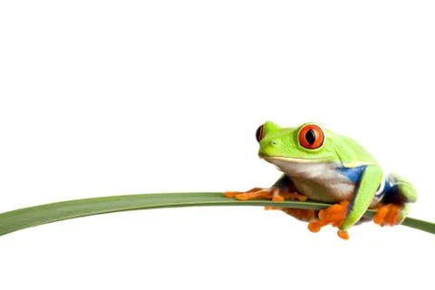 Frog on a leaf Foto stock