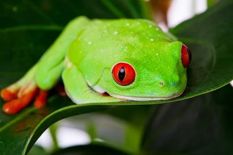 Frog on leaf Stock Photos