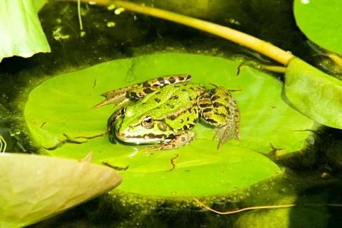 Frog on the leaf Stock Photos