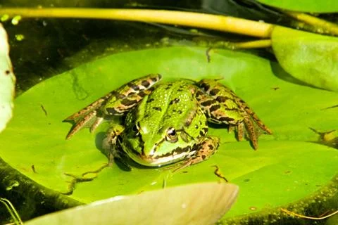 Frog on the leaf Stock Photos