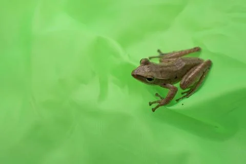 Frog on the leaf Stock Photos