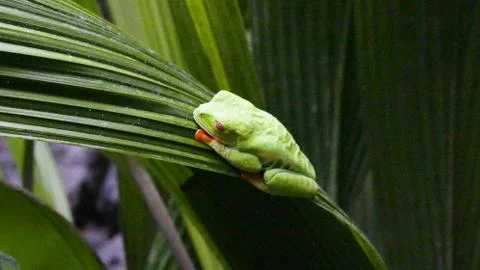 A frog in the leaf Stock Photos