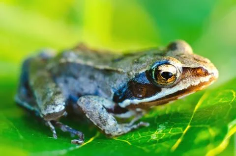 Frog on a leaf Stock Photos