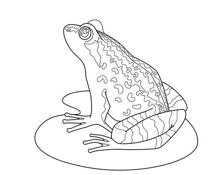 Frog on a leaf of a water lily - a vector linear picture for a coloring book Stock Illustration