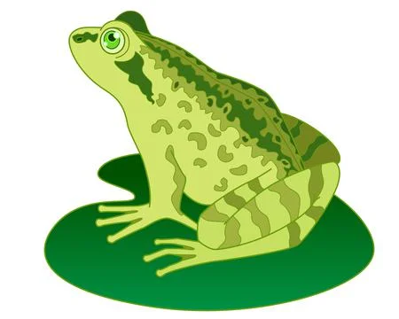 Frog on a leaf of a water lily - vector full color picture. Illustrazione stock