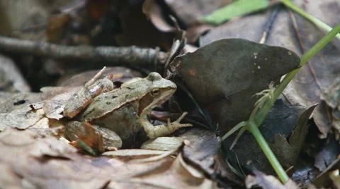 Frog on leafes Video stock 44039697