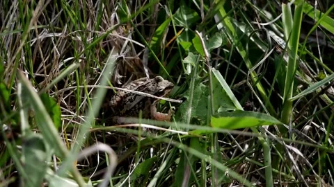 Frog Leaping Away in Grass Stock Footage 240645564