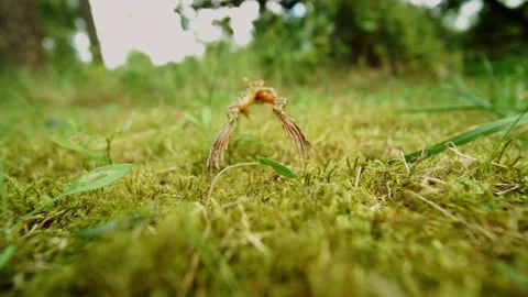 Frog Leaping Over Fresh Plants And Grass In Slow Motion Stock Footage 317116951