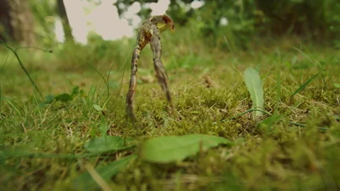 Frog Leaping Over Vivid Green Grass In Daytime Stock Footage 317117180