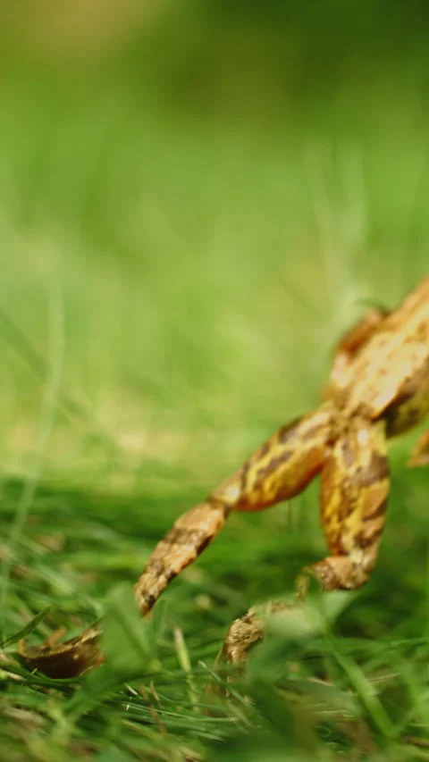 Frog Leaping On Vibrant Lawn Captured In Daylight Stock Footage 317117200
