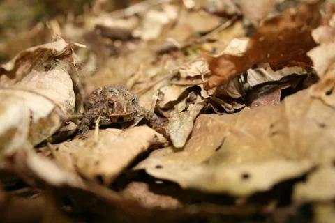 Frog In Leaves 写真素材