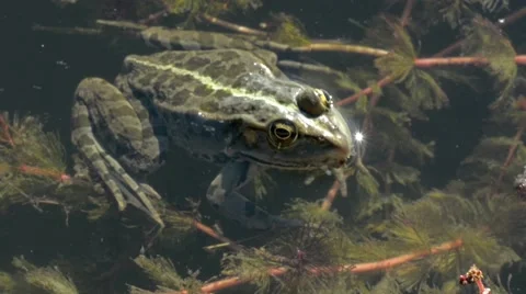 Frog Lies Still in Water While Other Frogs Croak.mp4 Video stock 45706073