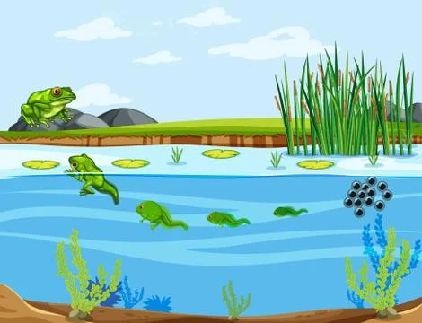 Frog life cycle diagram Stockillustratie