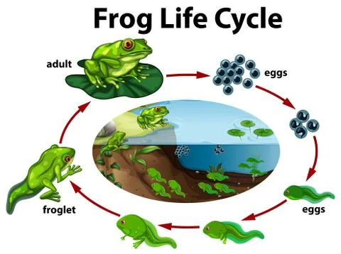 A frog life cycle Stockillustratie