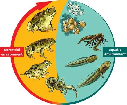 Frog Life Cycle Stock Illustration