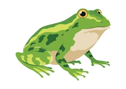 Frog life cycle stage. Green frog. Wild water animal, development toads Illustrazione stock