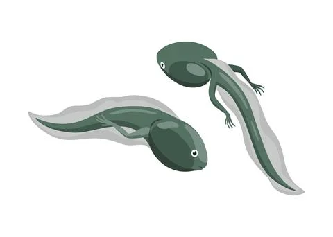 Frog life cycle stage. Tadpole. Wild water animal, development toads. Amphibian Illustrazione stock