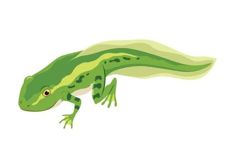 Frog life cycle stage. Wild water animal, development toads. Amphibian Stock Illustration