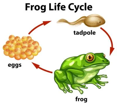 A Frog Life Cycle on White Background Illustrazione stock
