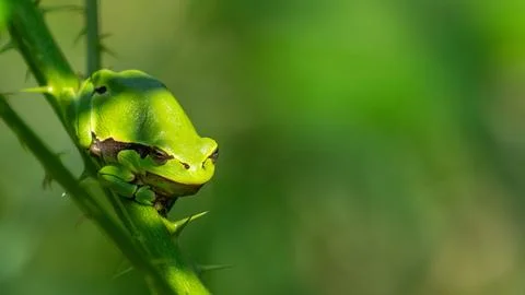 Frog life Foto stock