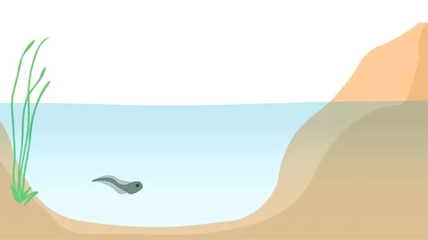 Frog lifecycle in underwater animation Egg embryo tadpole young froglet adult Stock-Footage 284735329