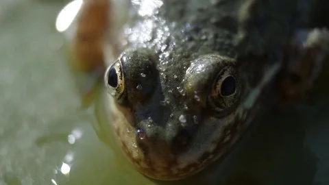 Frog, Lilly Pad. Close up frog on a Lilly pad macro shot Stock Footage