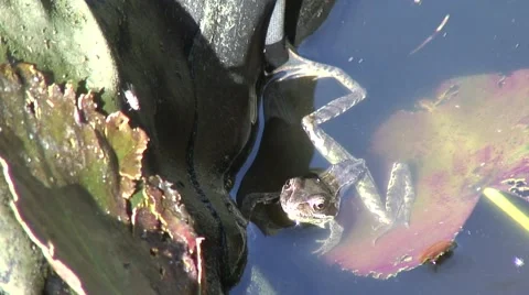 Frog on lilly pad in pond 01 Stock Footage 52149905