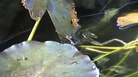 Frog on lilly pad in pond 02 Video stock 52150295