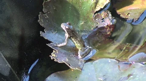 Frog on lilly pad in pond 03 Video stock 52150019