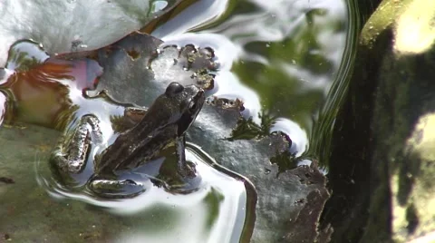 Frog on lilly pad in pond 04 Stock Footage 52150006
