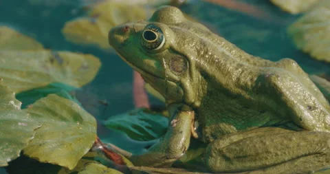 Frog on Lily Flower Stock Footage 161906931