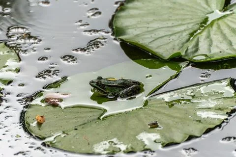 Frog on lily leaf, close-up. Stock Photos