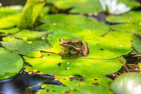 Frog on the lily leaf Stock Photos