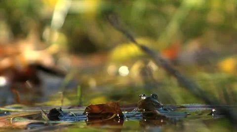 Frog on Lily pad Vidéo 11957938