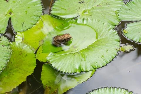 Frog on lily pads Stock Photos