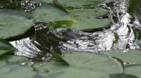 Frog in a lily pond Video stock 34210930