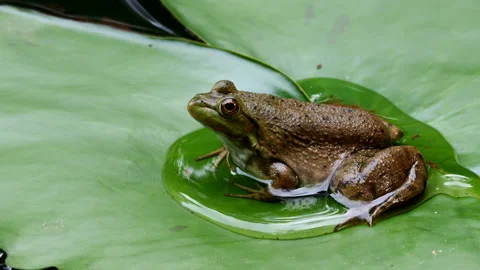 Frog on lilypad 動画素材 202086445