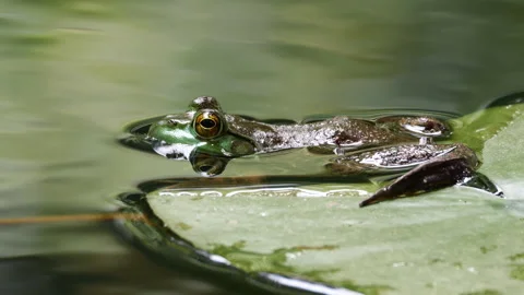 Frog on a Lilypad 動画素材 276172805