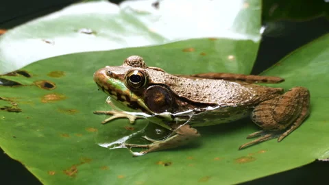 Frog on a Lilypad 스톡 동영상 276172883