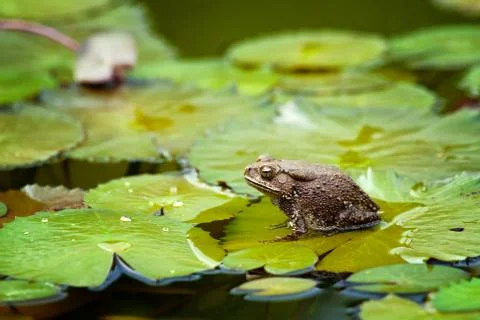 Frog on lilypad Foto stock