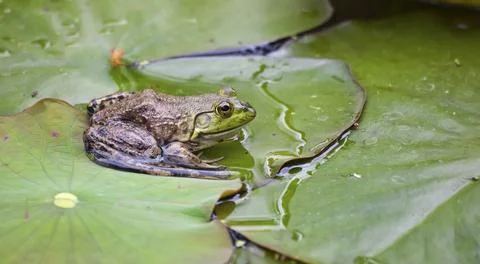Frog on a lilypad Stock Photos