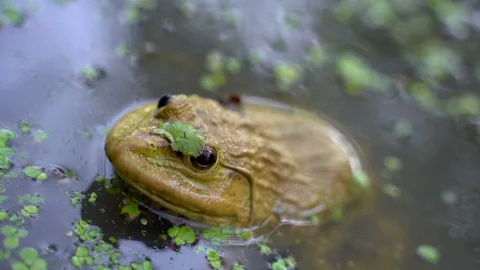 The frog lives in the swamp, using a duckweed to camouflage. Stock Footage 103347865