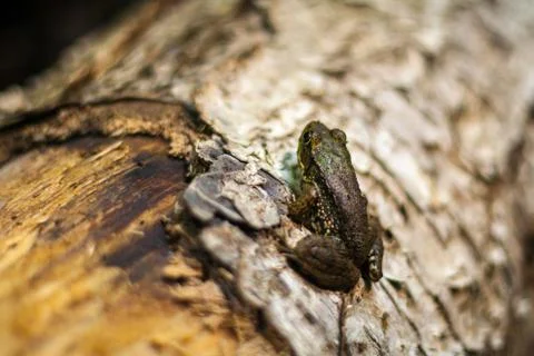 Frog on a Log Close Up Stock Photos