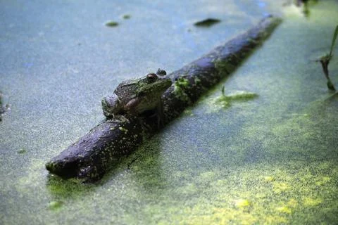 Frog on a Log Stock Photos